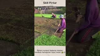 Panen Rumput Sempak Bola Hijau Laksana Karpet