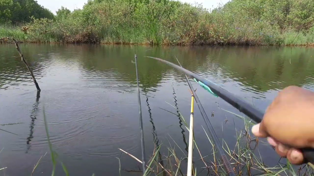MANGKAT AJAH DULU HARI INI MANCING NYA AGA JAUH KE UTAN GEDONG CARI SENSASI BARU 