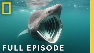 Shark Attack: Jaws Invasion SPECIAL (Full Episode) | Jaws Invasion