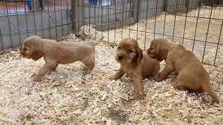 Cachorros cocker entrega junio y julio 2023