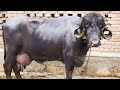Jafarabadi buffalo at badal farms