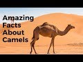 Top 30 amazing facts about camels  interesting facts about camels