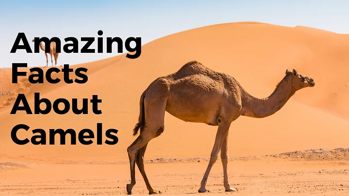 Top 30 Amazing Facts About Camels - Interesting Facts About Camels - DayDayNews