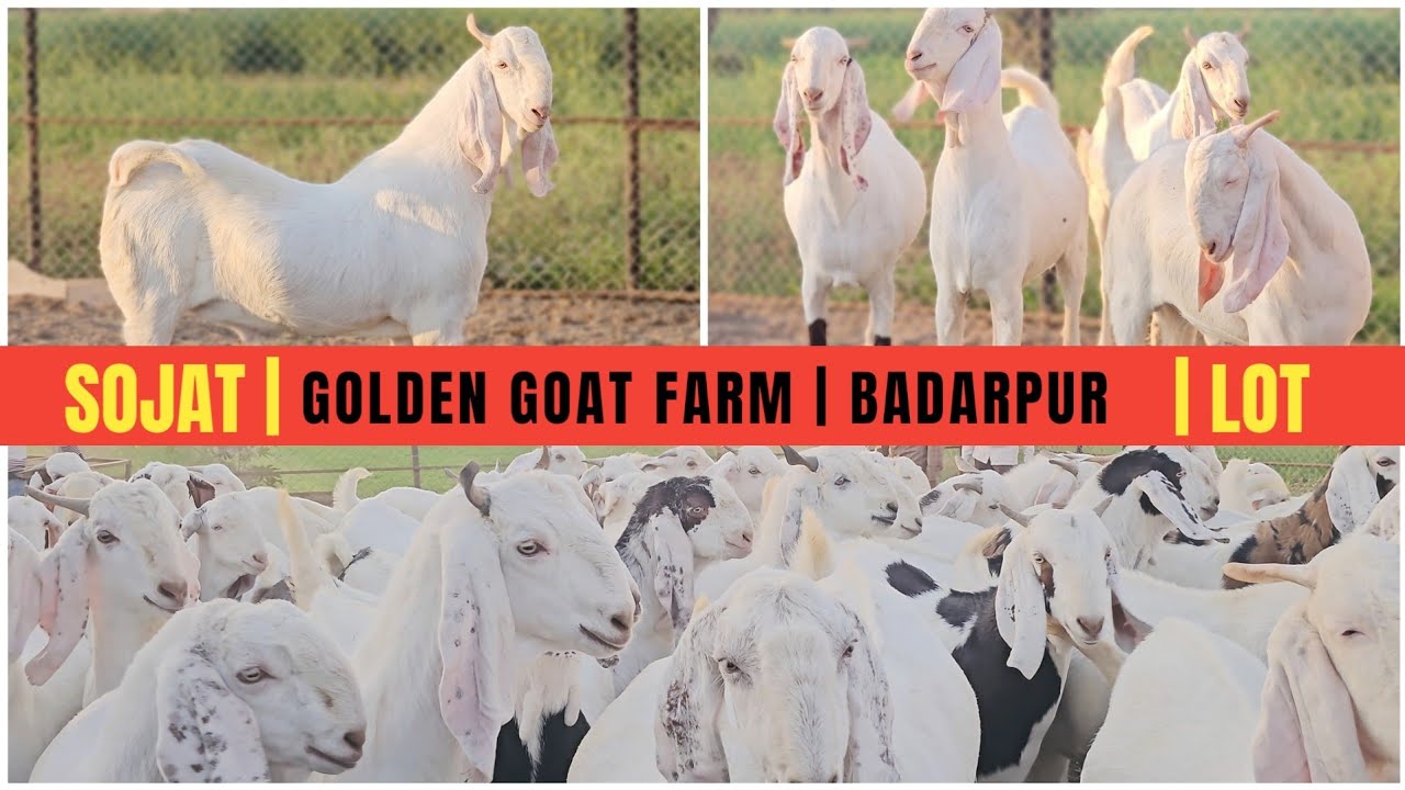 GOLDEN GOAT FARM | SOJAT LOT | 2 DAAT ONLY | BADARPUR,GUJARAT