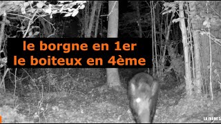 Chevreuils En 1Er