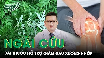 Ngải cứu vị thuốc quý trong Đông Y và một số bài thuốc hỗ trợ giảm đau nhức xương khớp | SKĐS