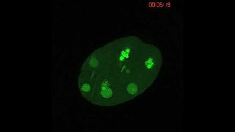 C. elegans early cell divisions