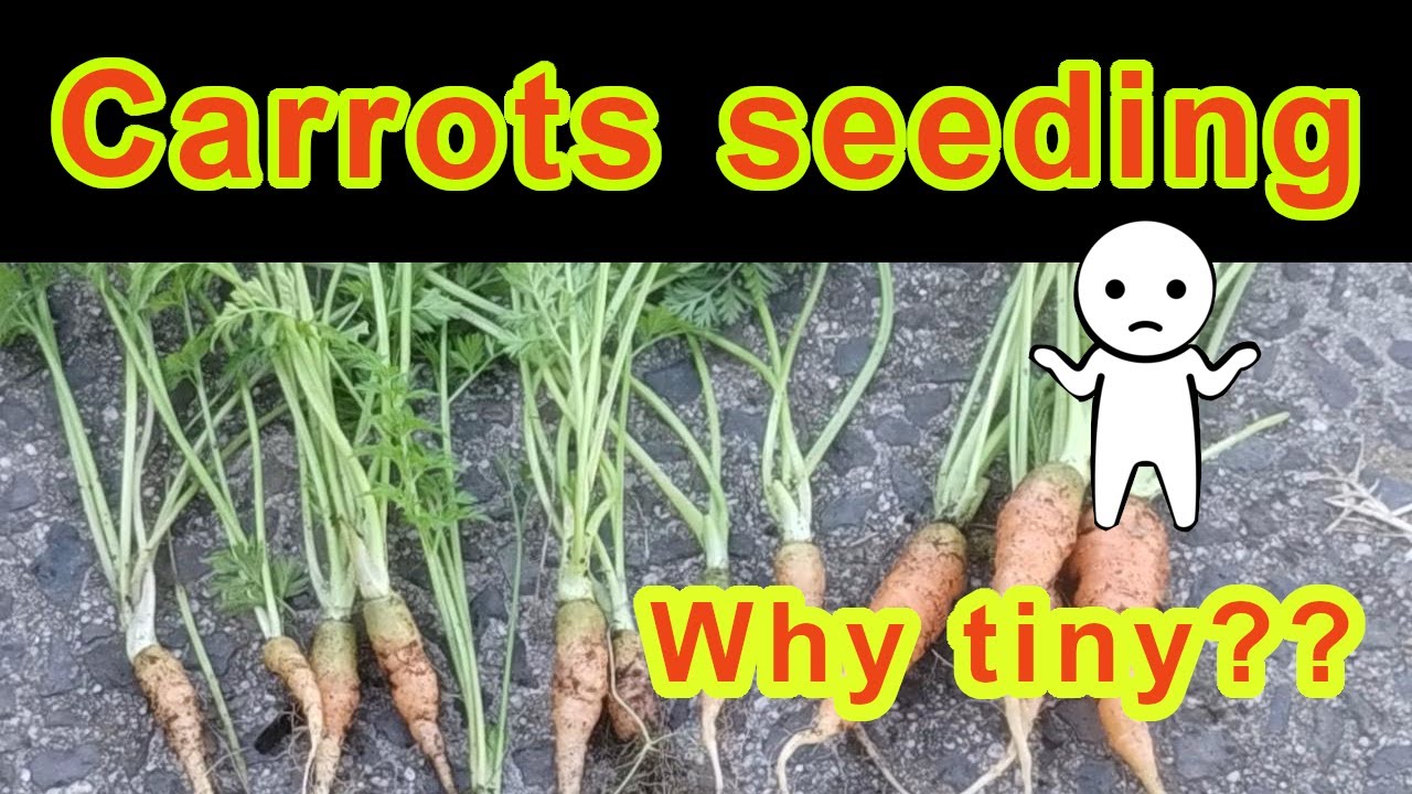 Carrot seeding in Winter 2023 YouTube