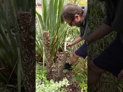 Vídeo: Grow Cordyline Indivisa Indoors - Arbres de col de muntanya d'interior