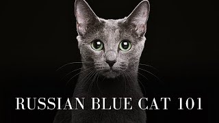 Russian Blue Cat 101