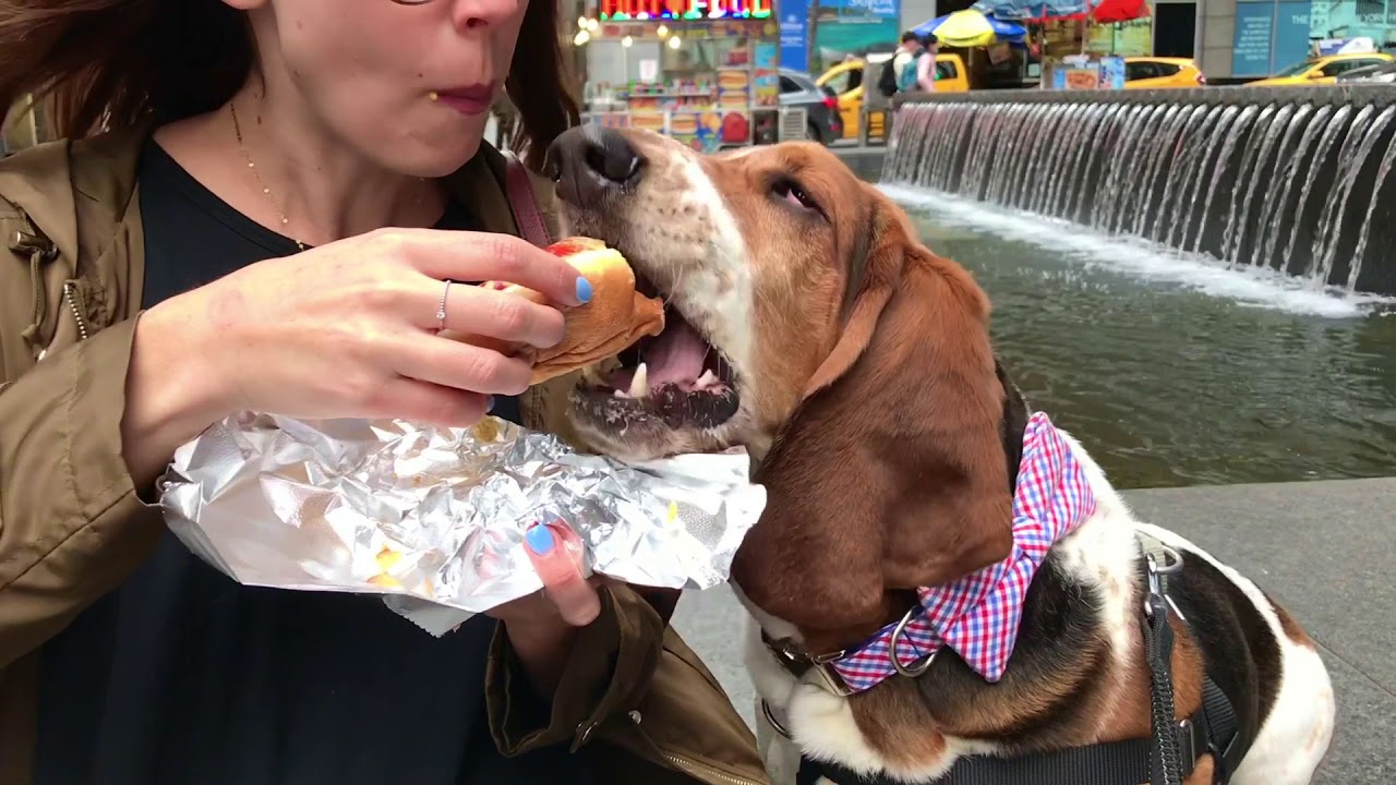 too cute maddie basset shares hot dog!