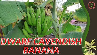 DWARF CAVENDISH BANANA Information \u0026 Growing Tips (Musa acuminata)