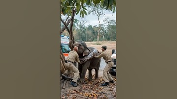 Shocking Rescue! Elephant Trapped by a Giant Python! #youtubeshorts