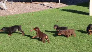 Doberman Pinscher Puppies For Sale