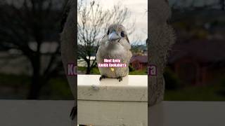 What Happens When You Meet A Kookaburra