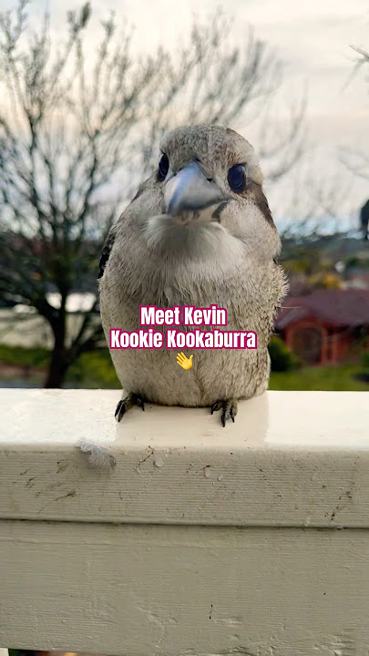 What Happens When You Meet A Kookaburra?