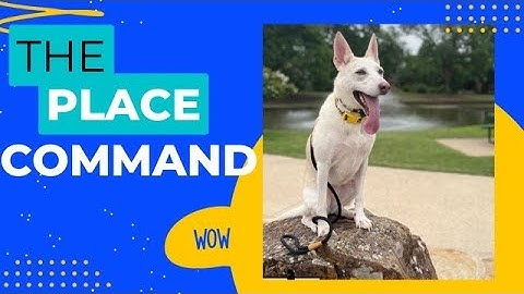 Why Teaching Your Dog "The Place" Command is Helpful: Intro