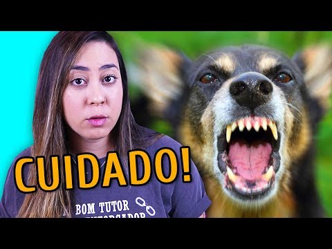 Vídeo: Por Que A Personalidade Do Meu Cachorro Não Se Encaixa Em Sua Raça?