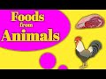 Food from animals lesson for kids
