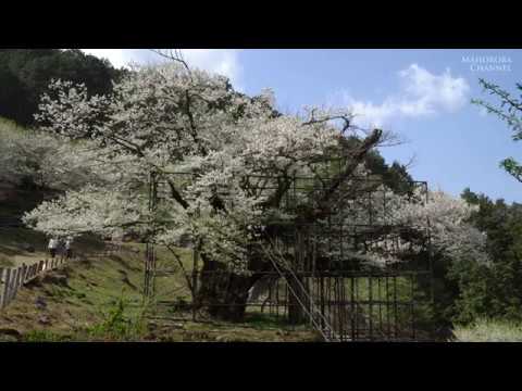 樹齢1000年 樽見の大桜 養父市大屋町 Youtube