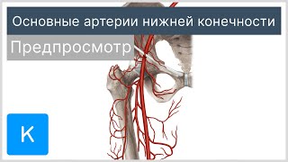 Основные артерии нижней конечности (предпросмотр) - Анатомия человека | Kenhub