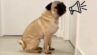 Bowser The Pug Tantrum