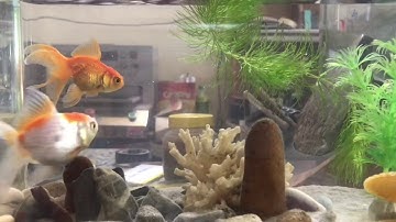 cách nhận biết cá ba đuôi đẻ / lăng cô nương