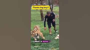 🐅 Saves Man From 🐆 🤫