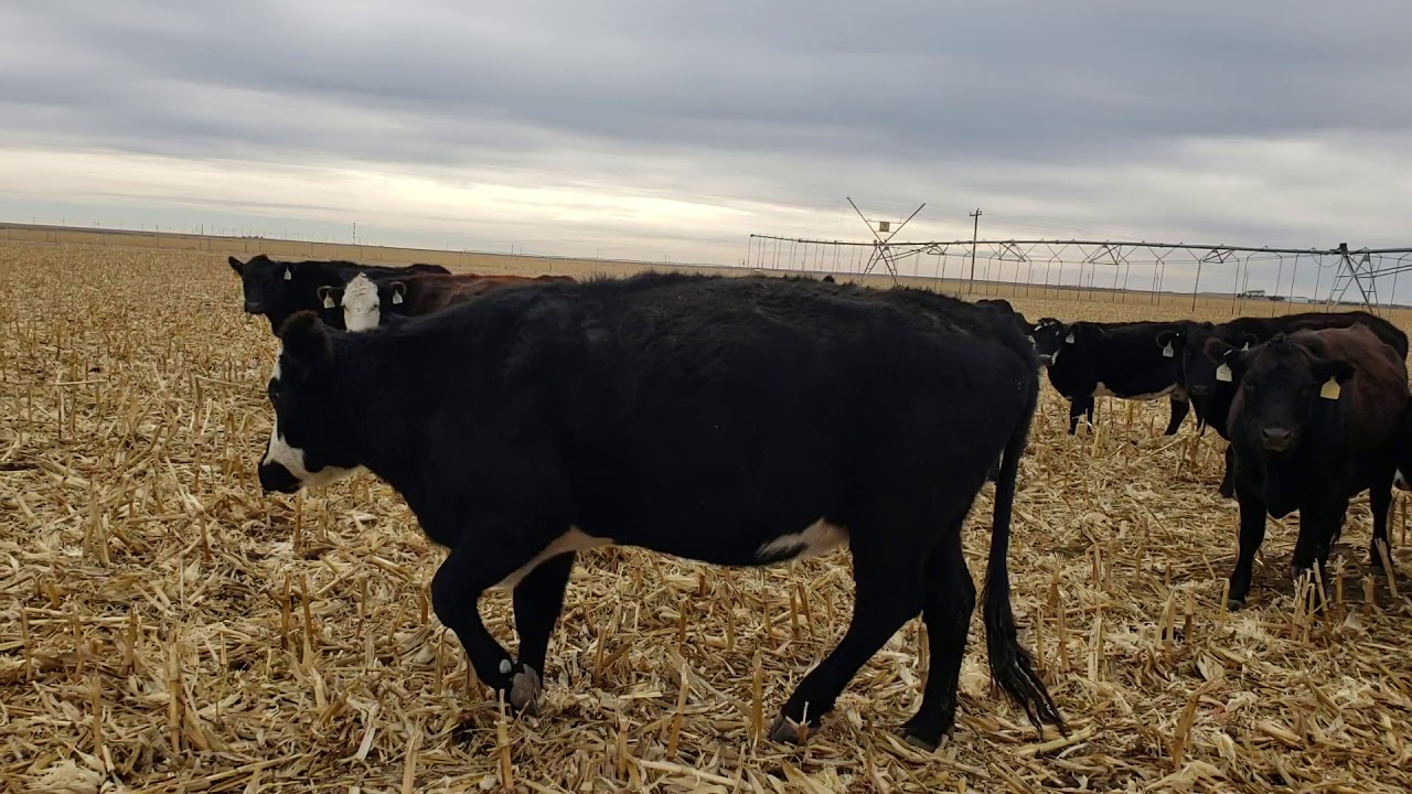 Cows on corn fields