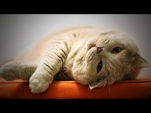 Video: Mga Mood Ng Cat: Paano Basahin Ang Mood Ng Iyong Cat