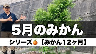 【庭のみかん12ヶ月】5月の管理はこうやる　害虫と消毒、肥料（施肥）、除草、摘蕾、芽かき、植え替え、剪定、摘芯