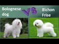 Bolognese dog VS Bichon Frise - Breed Comparison - Bichon Frise and Bolognese dog Differences