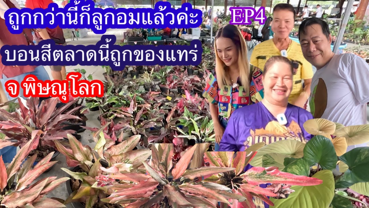 บอนสีตลาดนี้ถูกของแทร่EP4 ตลาดอินโดจีนการ์เด้น จ พิษณุโลก ￼