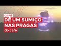 SPIRIT elimina as pragas do café e a ferrugem-do-cafeeiro | IHARA