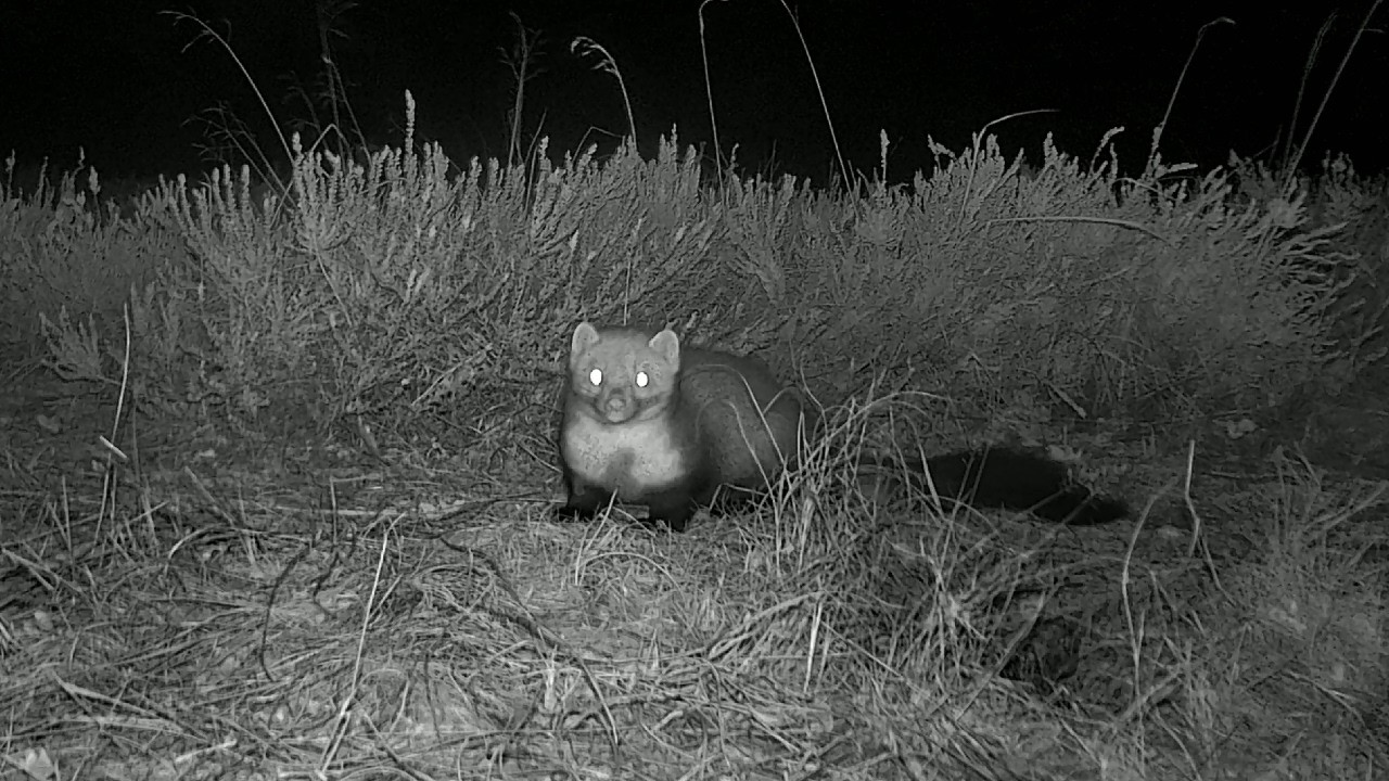 Curious little Pine Marten visits our moor on the hunt for food. Wildlife camera. Denmark