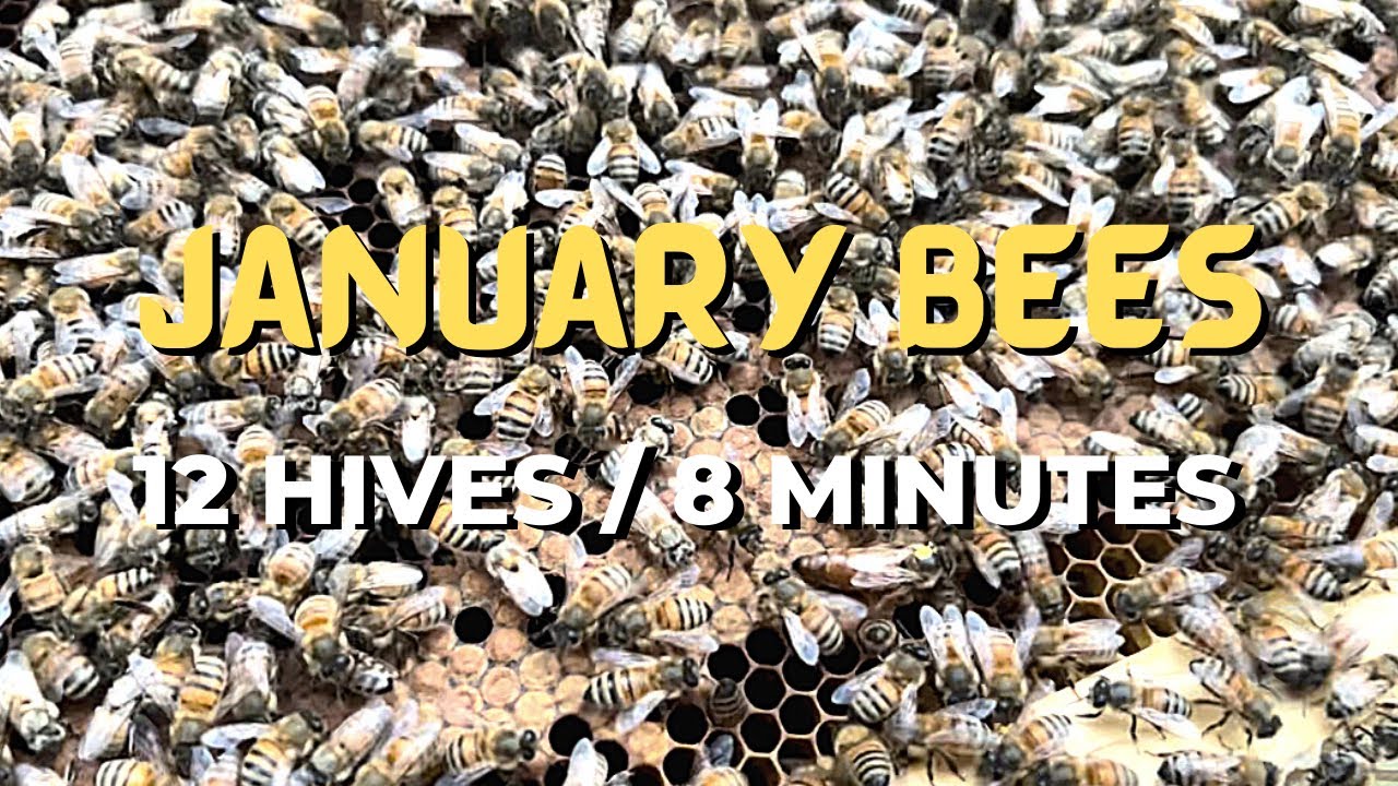 JANUARY BEES - 12 Hives in 8 Minutes (Quick Peek)
