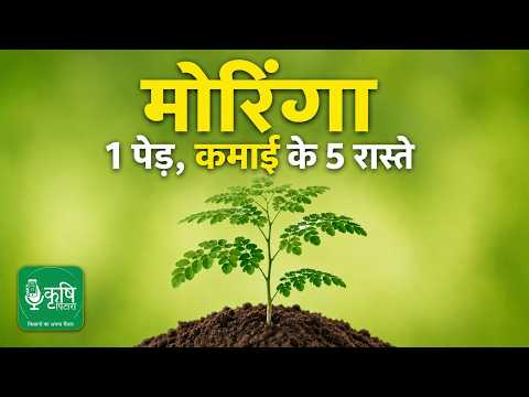 मोरिंगा यानी लाखों की कमाई वाला पेड़ | Why does Moringa farming yield profits worth lakhs? सहजन