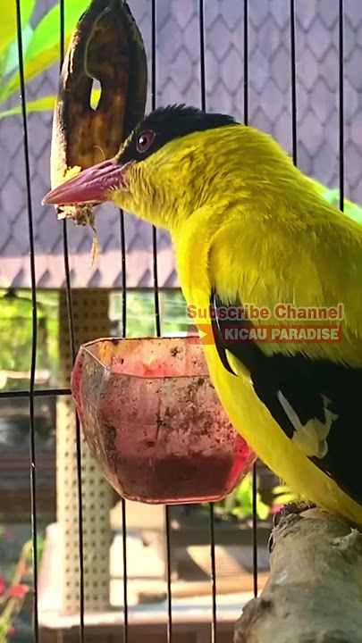 Burung kepodang ngriwik
