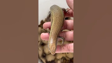 Nuôi Rắn Mối làm thú cưng😳#shorts #animals #snake #pets #shortvideo #nature #love