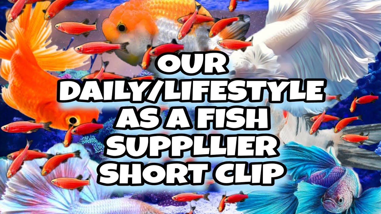 Episode 2 MINI VIDEO FOR our daily life / hustle / running our