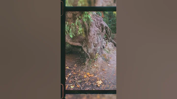 'Tis Autumn 🐕🍂🍁#WharbeWhippets #whippet #dog #sighthound #autumn #falltok #cozy