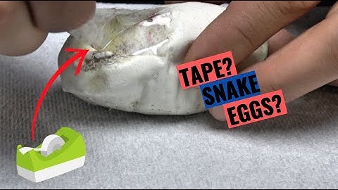 TAPED Up Snake Eggs! Ball Python Egg Cutting