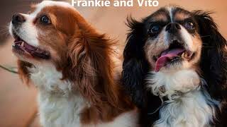 2018 Cavalier Rescue Trust