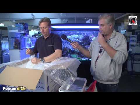 Vidéo: Comment nettoyer les cailloux d'aquarium (avec photos)