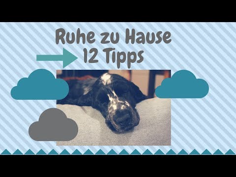 Video: Wie Man Einen Hund Zu Hause Einschläft