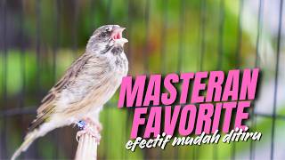 EFECTIF MUDAH DITIRU!! Masteran Blackthroat Gacor Suara Jernih Bikin CENGKOK MAKIN BERKELAS