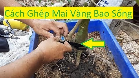 Cách Ghép Rễ Mai Vàng Bao Sống | Tính Bonsai