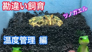 初心者にオススメ ツノガエル勘違い飼育 Youtube