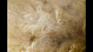 British Wool & Why It’s Important