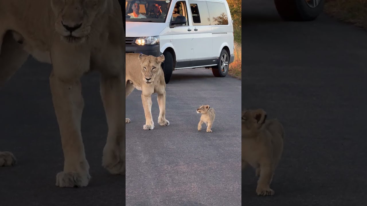 Tiny Lion Cub Amazing Nature Animals